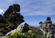 54 Orecchia d'orso su rocce torrioni cresta nord Resegone